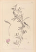 Herbier de la flore française Pl0509 - Louis Antoine Cusin — weergave van het kunstwerk