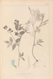 Herbier de la flore française Pl0511 - Louis Antoine Cusin — weergave van het kunstwerk