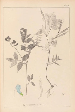 Louis Antoine Cusin - Herbier de la flore franaise Pl0511.webp