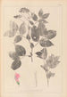 Herbier de la flore française Pl0512 - Louis Antoine Cusin — weergave van het kunstwerk