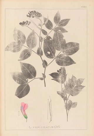 Louis Antoine Cusin - Herbier de la flore franaise Pl0512.webp