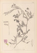 Herbier de la flore française Pl0515 - Louis Antoine Cusin — weergave van het kunstwerk