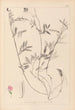 Herbier de la flore française Pl0517 - Louis Antoine Cusin — weergave van het kunstwerk