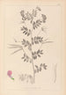 Herbier de la flore française Pl0519 - Louis Antoine Cusin — weergave van het kunstwerk