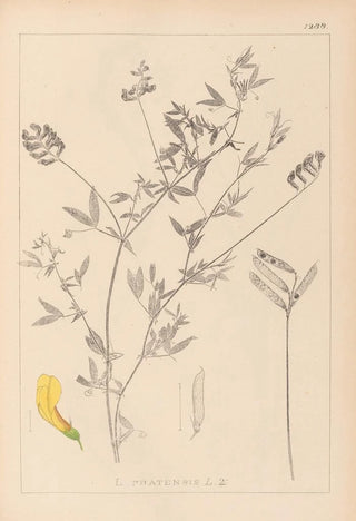 Louis Antoine Cusin - Herbier de la flore franaise Pl0520.webp