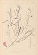 Herbier de la flore française Pl0523 - Louis Antoine Cusin — weergave van het kunstwerk
