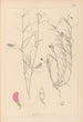 Herbier de la flore française Pl0526 - Louis Antoine Cusin — weergave van het kunstwerk
