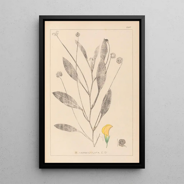 Louis Antoine Cusin - Herbier de la flore franaise Pl0529.webp
