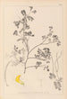 Herbier de la flore française Pl0530 - Louis Antoine Cusin — weergave van het kunstwerk