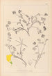 Herbier de la flore française Pl0534 - Louis Antoine Cusin — weergave van het kunstwerk