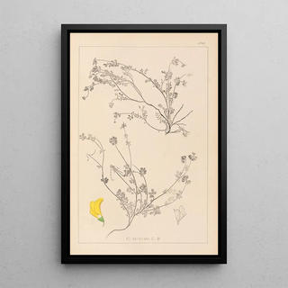 Louis Antoine Cusin - Herbier de la flore franaise Pl0535.webp