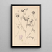 Herbier de la flore française Pl0538 - Louis Antoine Cusin — ingelijst kunstwerk aan de muur