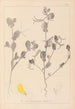 Herbier de la flore française Pl0539 - Louis Antoine Cusin — weergave van het kunstwerk
