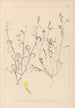 Herbier de la flore française Pl0540 - Louis Antoine Cusin — weergave van het kunstwerk