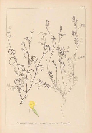 Louis Antoine Cusin - Herbier de la flore franaise Pl0540.webp