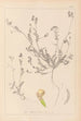 Herbier de la flore française Pl0541 - Louis Antoine Cusin — weergave van het kunstwerk