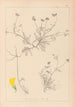 Herbier de la flore française Pl0545 - Louis Antoine Cusin — weergave van het kunstwerk