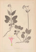 Herbier de la flore française Pl0687 - Louis Antoine Cusin — weergave van het kunstwerk