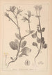 Herbier de la flore française Pl0708 - Louis Antoine Cusin — weergave van het kunstwerk