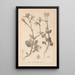Herbier de la flore française Pl0708 - Louis Antoine Cusin — ingelijst kunstwerk aan de muur