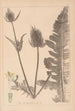 Herbier de la flore française Pl0710 - Louis Antoine Cusin — weergave van het kunstwerk