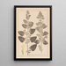 Herbier de la flore française Pl0800 - Louis Antoine Cusin — ingelijst kunstwerk aan de muur