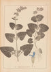 Herbier de la flore française Pl0806 - Louis Antoine Cusin — weergave van het kunstwerk