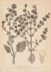Herbier de la flore française Pl0808 - Louis Antoine Cusin — weergave van het kunstwerk