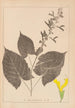 Herbier de la flore française Pl0809 - Louis Antoine Cusin — weergave van het kunstwerk