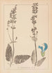 Herbier de la flore française Pl0810 - Louis Antoine Cusin — weergave van het kunstwerk