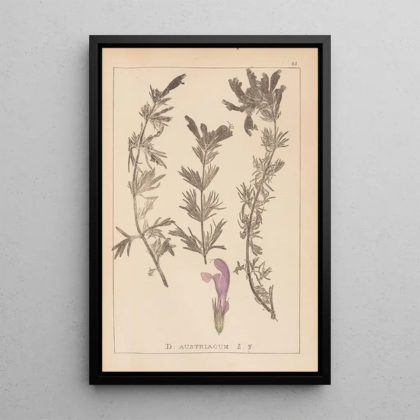 Louis Antoine Cusin - Herbier de la flore franaise Pl0821.webp