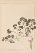Herbier de la flore française Pl0822 - Louis Antoine Cusin — weergave van het kunstwerk