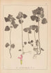 Herbier de la flore française Pl0828 - Louis Antoine Cusin — weergave van het kunstwerk