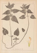 Herbier de la flore française Pl0830 - Louis Antoine Cusin — weergave van het kunstwerk
