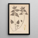 Herbier de la flore française Pl0830 - Louis Antoine Cusin — ingelijst kunstwerk aan de muur