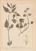 Herbier de la flore française Pl0831 - Louis Antoine Cusin — weergave van het kunstwerk