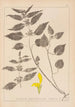 Herbier de la flore française Pl0832 - Louis Antoine Cusin — weergave van het kunstwerk