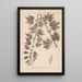 Herbier de la flore française Pl0833 - Louis Antoine Cusin — ingelijst kunstwerk aan de muur