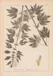Herbier de la flore française Pl0833 - Louis Antoine Cusin — weergave van het kunstwerk
