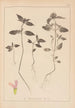Herbier de la flore française Pl0840 - Louis Antoine Cusin — weergave van het kunstwerk