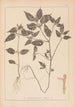 Herbier de la flore française Pl0841 - Louis Antoine Cusin — weergave van het kunstwerk