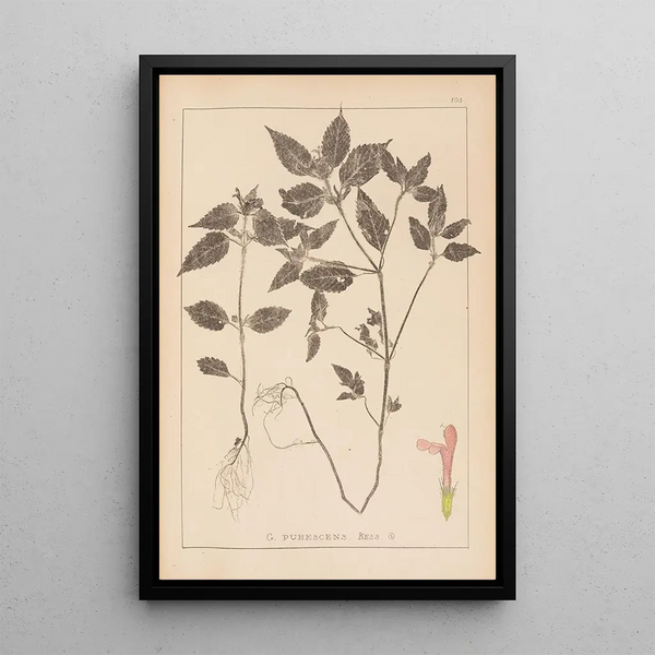 Louis Antoine Cusin - Herbier de la flore franaise Pl0841.webp
