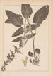 Herbier de la flore française Pl0846 - Louis Antoine Cusin — weergave van het kunstwerk