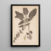 Herbier de la flore française Pl0846 - Louis Antoine Cusin — ingelijst kunstwerk aan de muur