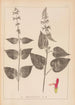 Herbier de la flore française Pl0847 - Louis Antoine Cusin — weergave van het kunstwerk