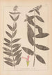 Herbier de la flore française Pl0849 - Louis Antoine Cusin — weergave van het kunstwerk