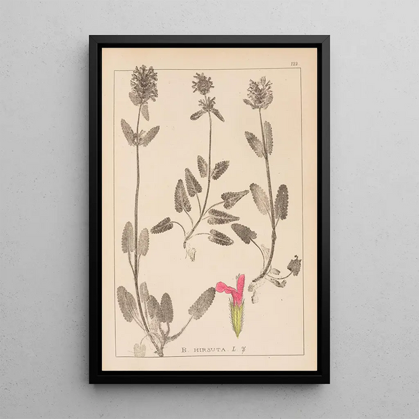 Louis Antoine Cusin - Herbier de la flore franaise Pl0861.webp