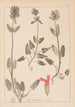 Herbier de la flore française Pl0861 - Louis Antoine Cusin — weergave van het kunstwerk