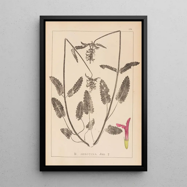 Louis Antoine Cusin - Herbier de la flore franaise Pl0863.webp
