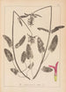 Herbier de la flore française Pl0863 - Louis Antoine Cusin — weergave van het kunstwerk